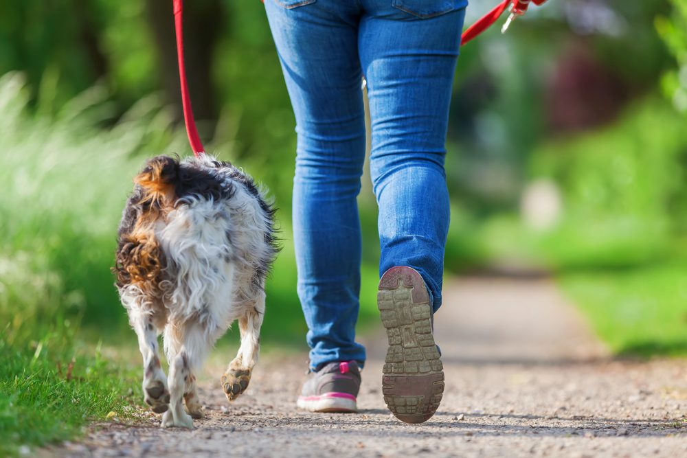 4PFoten-Urlaub Frühlingsspaziergang mit Hund