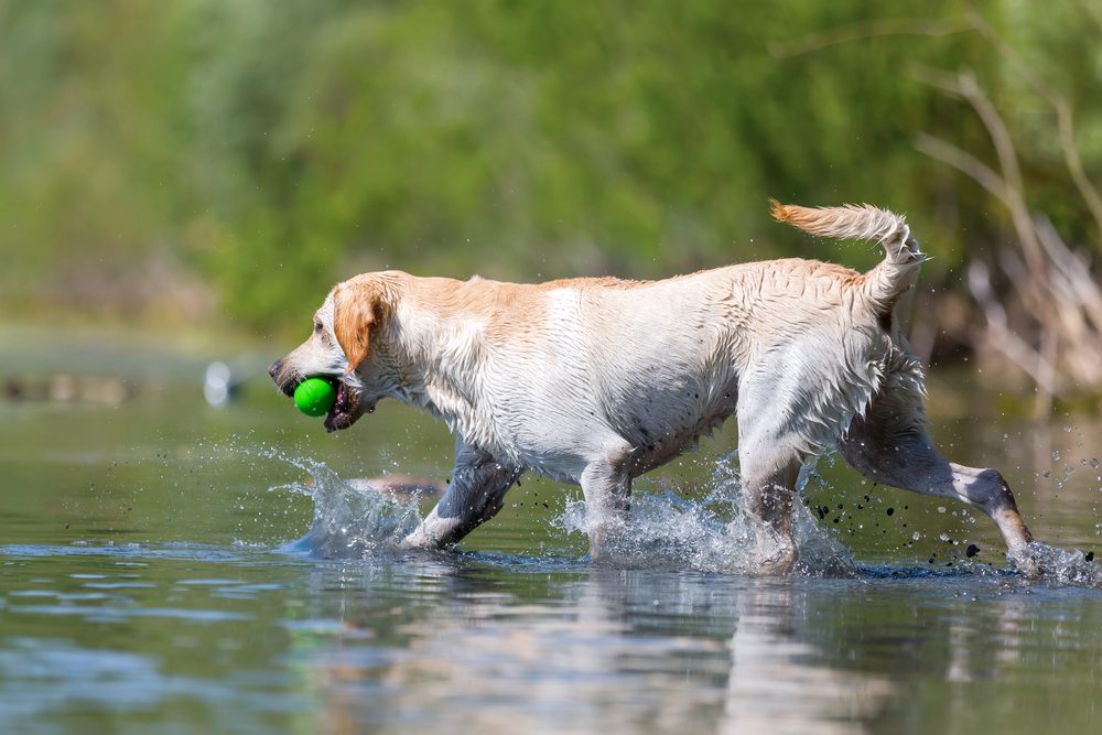 4Pfoten-Urlaub Hund spielt im See