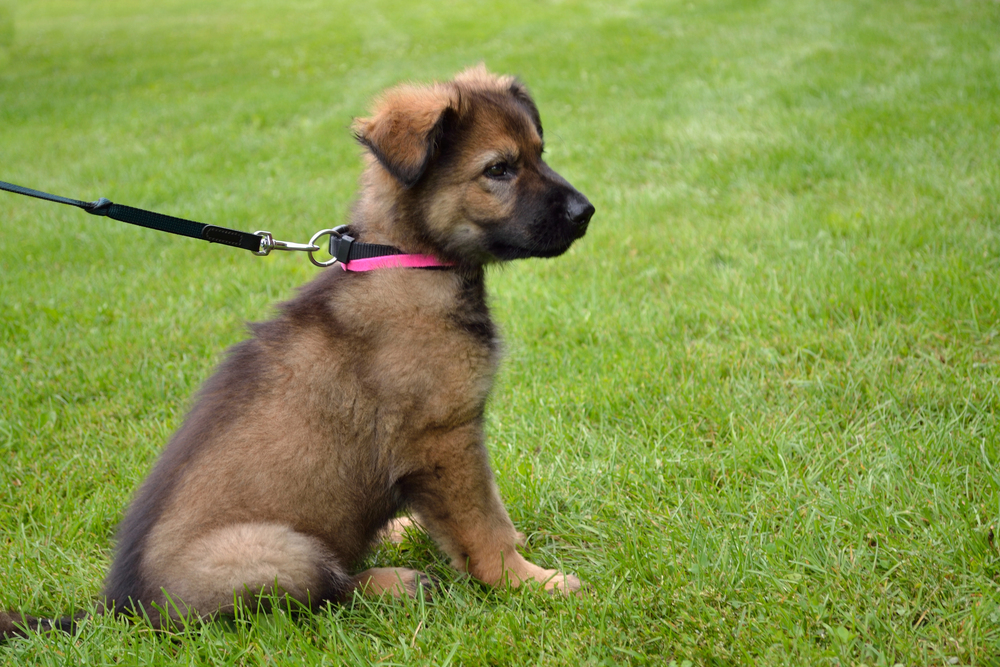 4Pfoten-Urlaub kleiner Hund mit Halsband und Leine