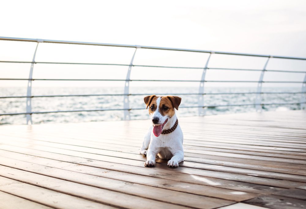 4Pfoten-Urlaub Flusskreuzfahrt mit Hund