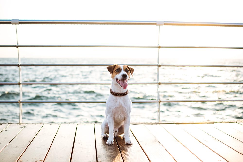 4Pfoten-Urlaub Flusskreuzfahrt mit Hund