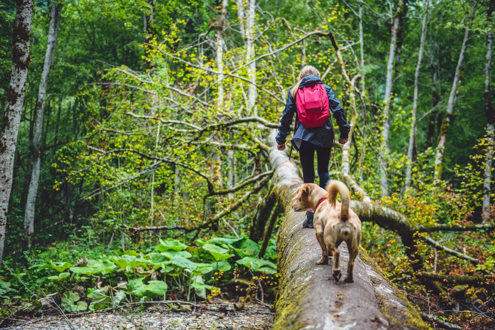 4Pfoten-Urlaub Wanderurlaub mit Hund im Sauerland