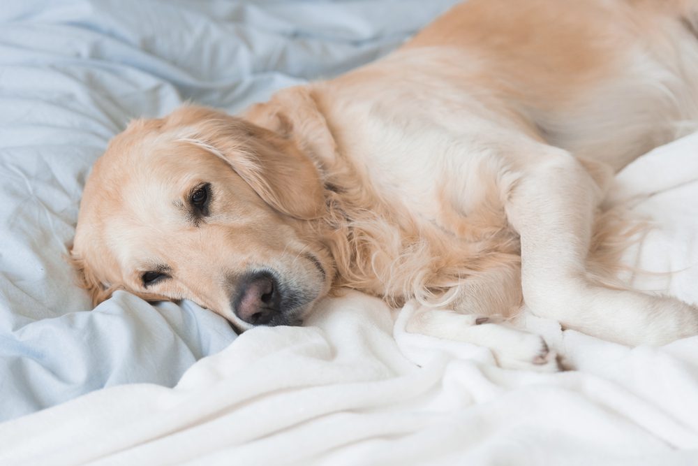 4Pfoten-Urlaub müder Vierbeiner im Bett