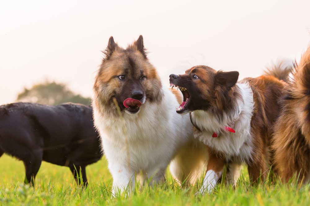 4Pfoten-Urlaub Hundekontakte 