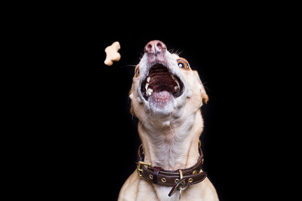 4Pfoiten-Urlaub Belohnung für den Hund