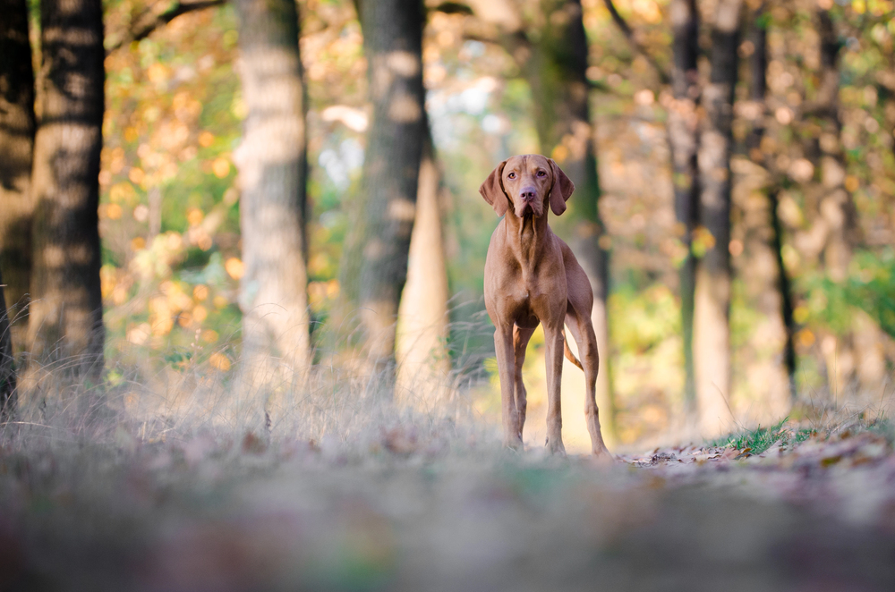 4Pfoten-Urlaub Hund im Wald