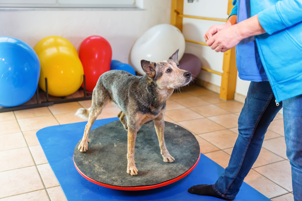 4Pfoten-Urlaub Hundephysiotherapie