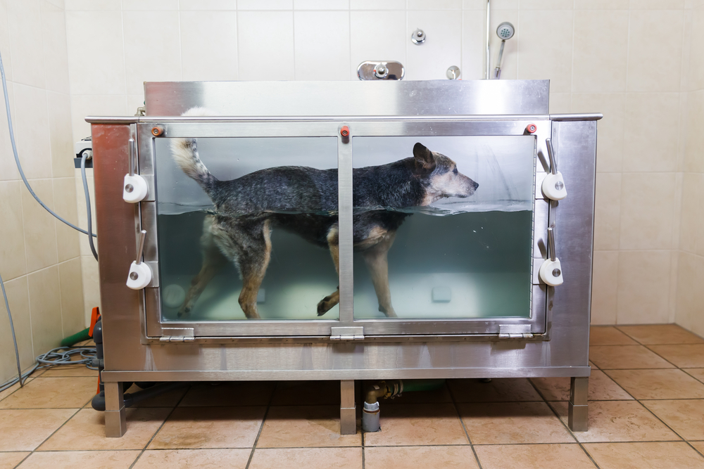 4Pfoten-Urlaub Hydrotherapie für Hunde