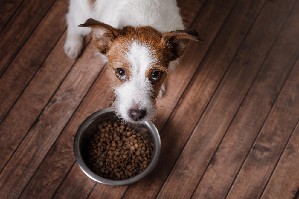 4Pfoten-Urlaub trockenes Hundefutter