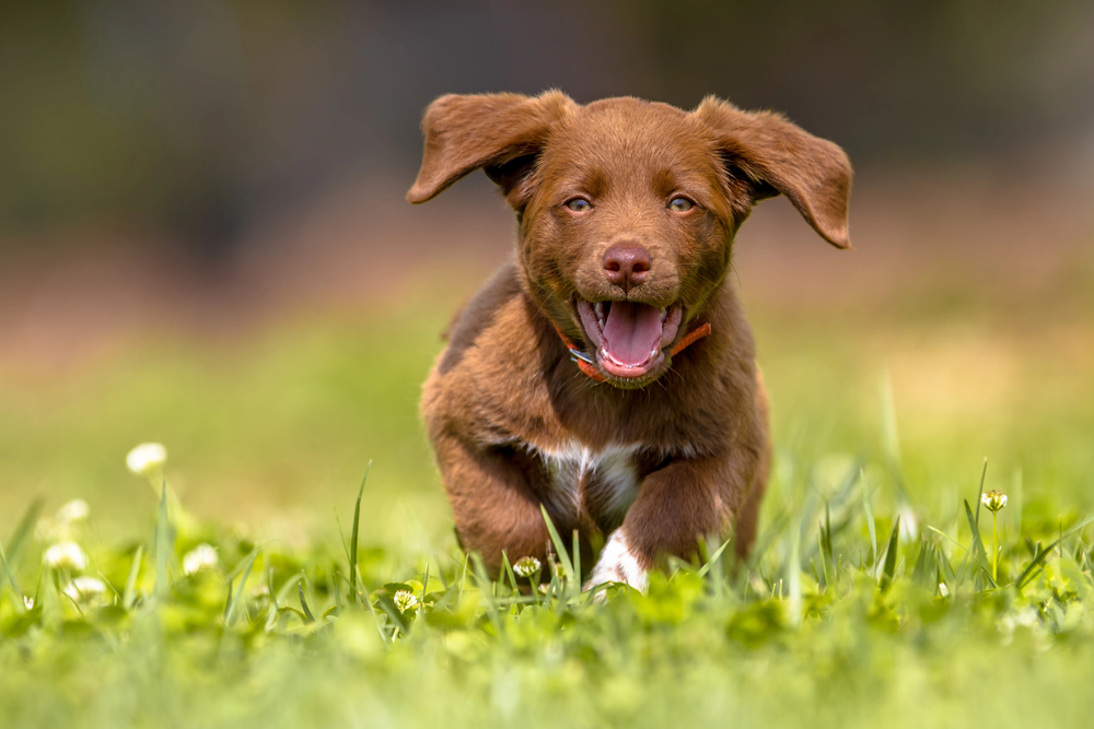 4Pfoten-Urlaub Kleiner Hund auf dem Rasen