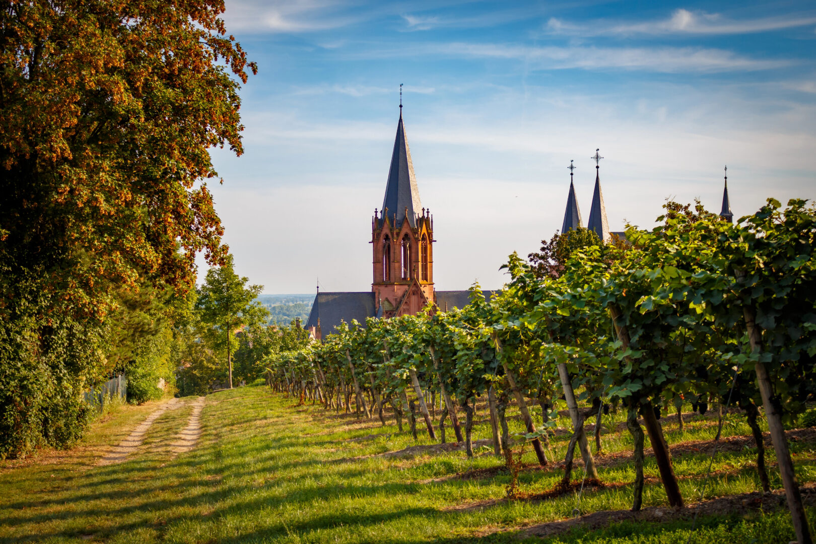 4Pfoten-Urlaub Katharinenkirche in Oppenheim