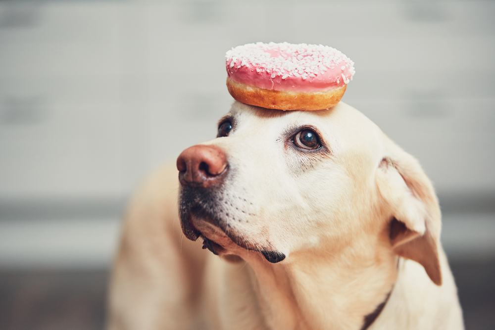 4Pfoten-Urlaub Hund mit Kuchen auf der Nase