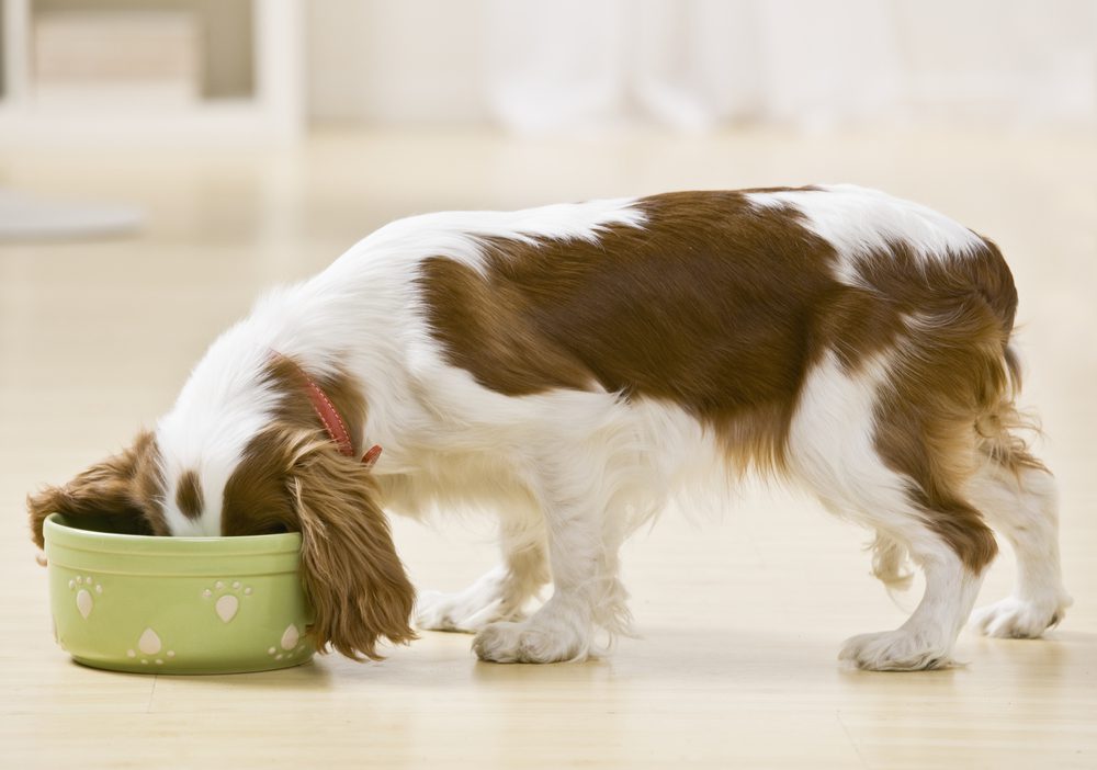 4Pfoten-Urlaub gesundes Hundefutter