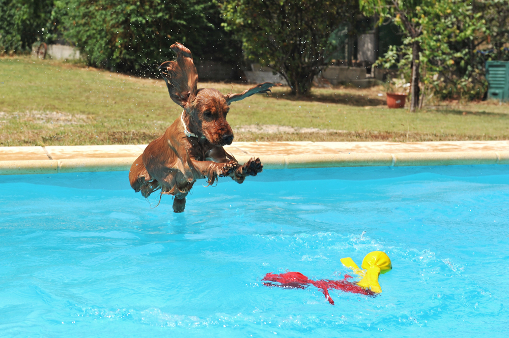 4Pfoten-Urlaub Vierbeiner springt ins Wasser