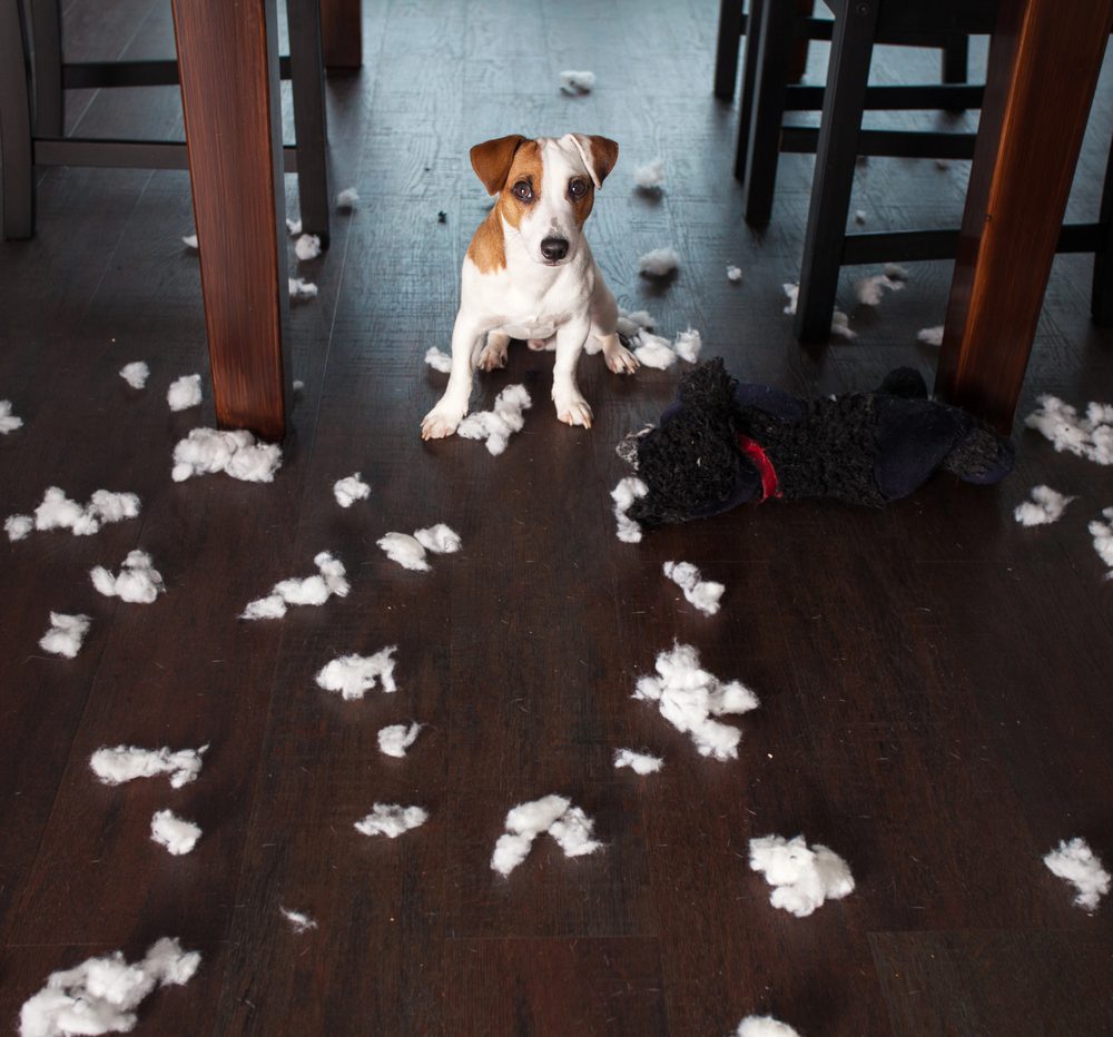 4Pfoten-Urlaub Hund beißt Kissen kaputt