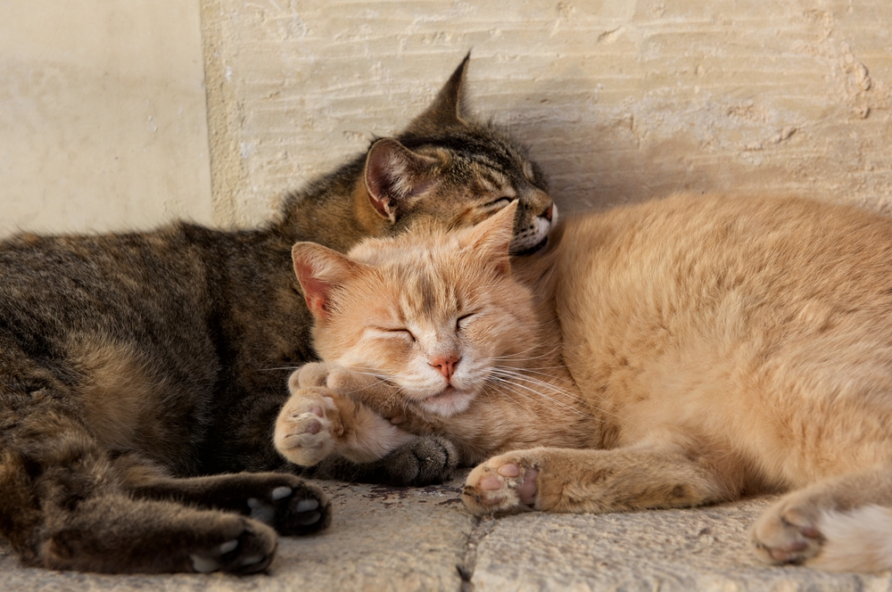 4Pfoten-Urlaub harmonisches Katzenpaar