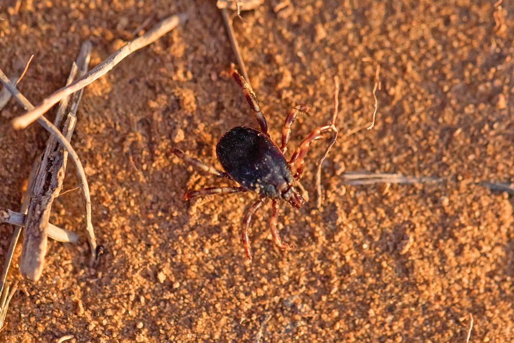 4Pfoten-Urlaub Zecke auf Waldboden