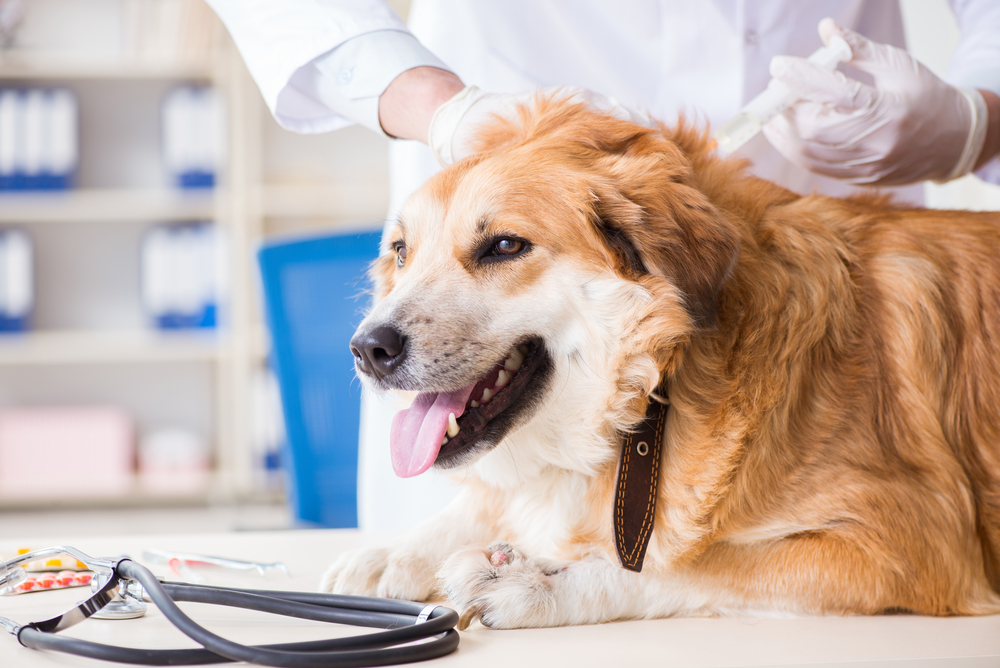 4Pfoten-Urlaub Hund wird vom Veterinär untersucht