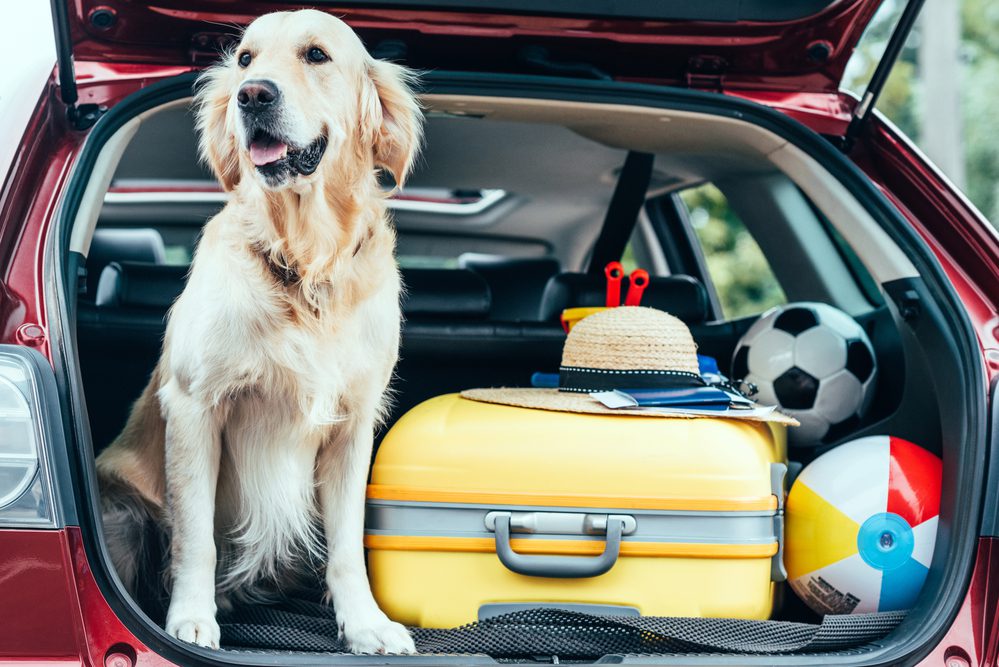 4PFoten-Urlaub richtig packen