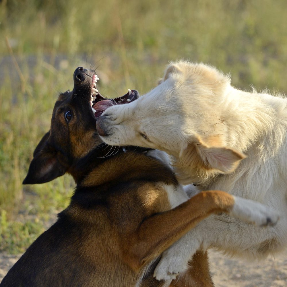 4Pfoten-Urlaub Hundekämpfe