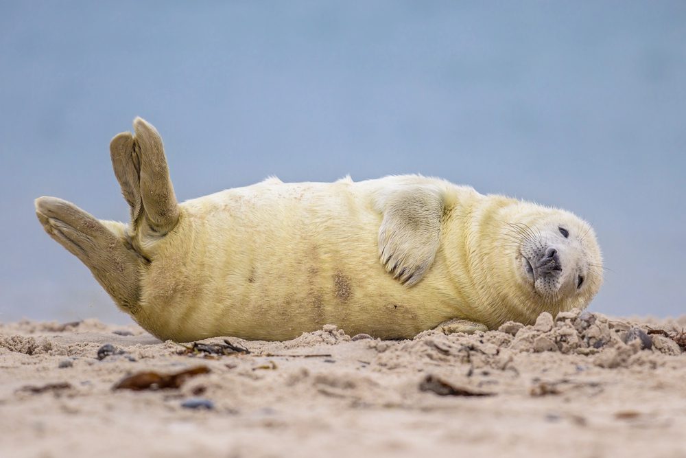 4Pfoten-Urlaub Robbe am Strand
