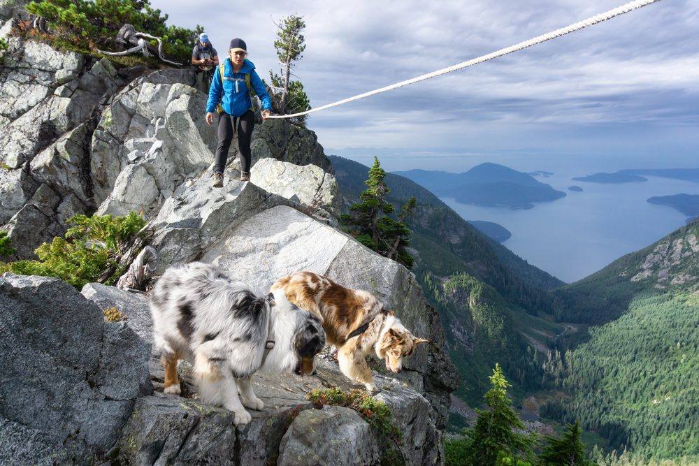4Pfoten-Urlaub Mann klettert mit seinen beiden Hunden in den Bergen