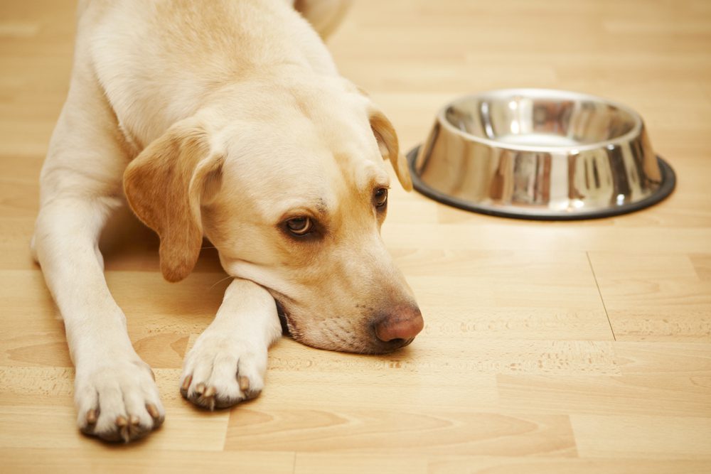 4Pfoten-Urlaub Hundefutter für die Reise mit Hund