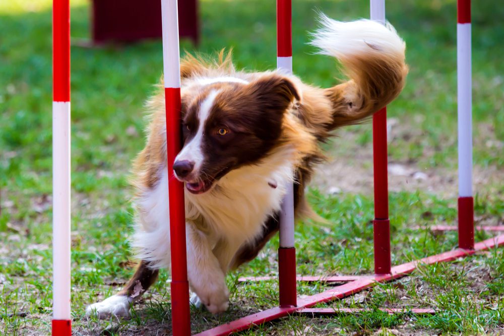4Pfoten-Urlaub den Hund trainieren