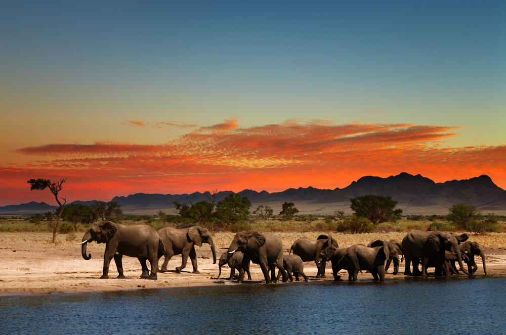 4Pfoten-Urlaub Elefanten in Afrika