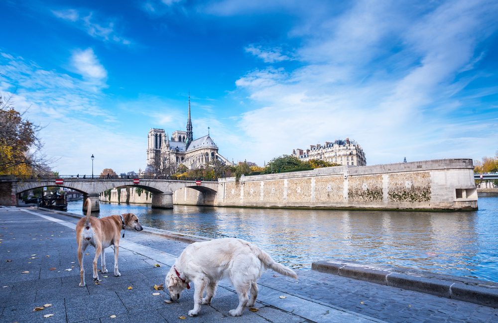 4Pfoten-Urlaub Städtereise mit Hund nach Paris