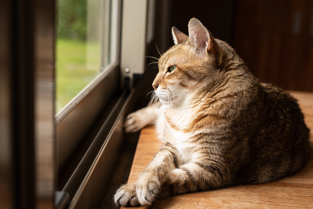 4Pfoten-Urlaub Katze schaut aus Fenster