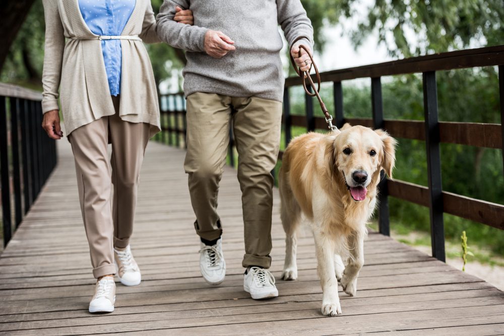 4Pfoten-Urlaub Hund geht spazieren