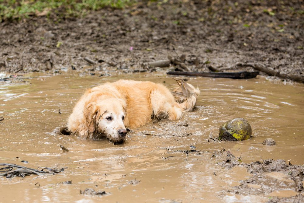 4Pfoten-Urlaub Hund in Pfütze