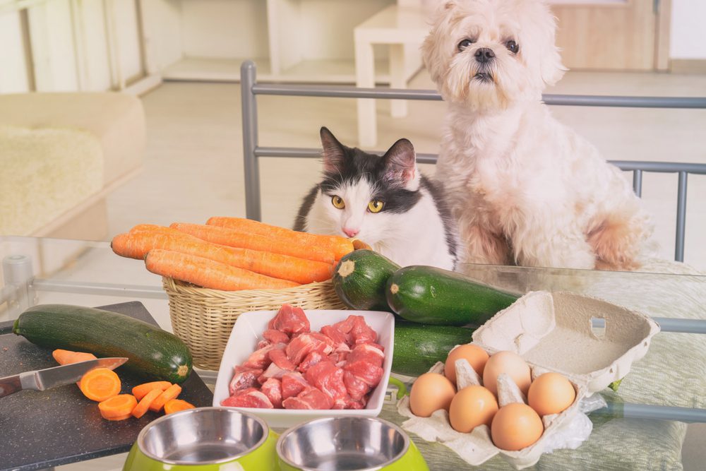 4Pfoten-Urlaub Hund und Katze benötigen verschiedenes Futtr