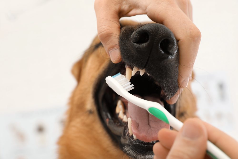 4Pfoten-Urlaub dem Hund die Zähne putzen