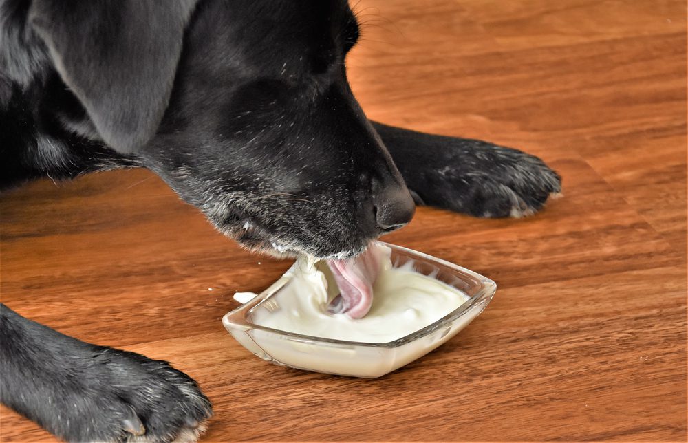 4Pfoten-Urlaub Hund schleckt Joghurt
