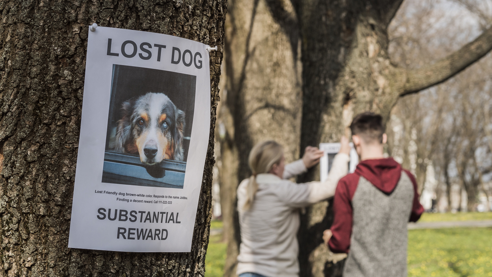 4Pfoten-Urlaub Hund vermisst