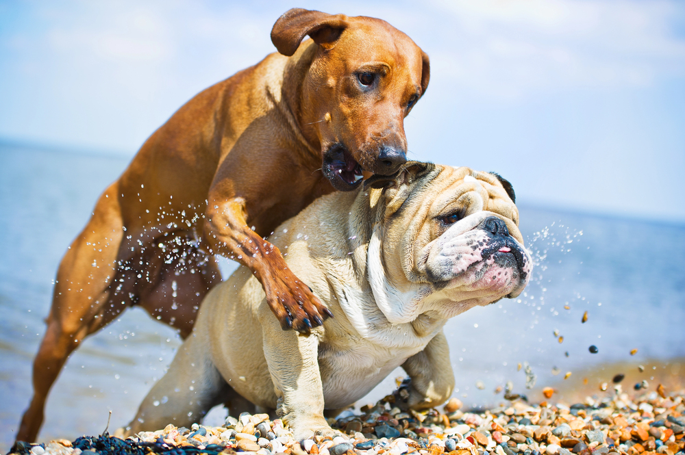 4Pfoten-Urlaub Hundestrände