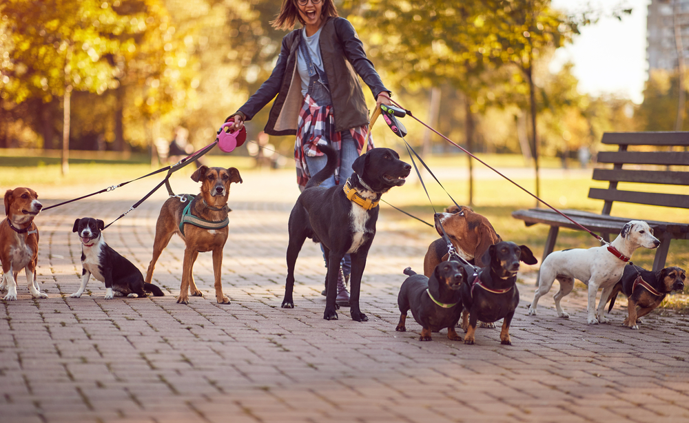 4Pfoten-Urlaub Hundeführer geht mit vielen Hunden spazieren