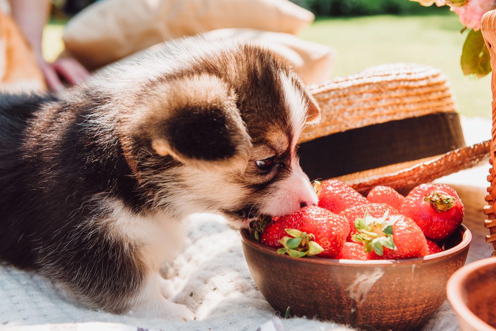 4Pfoten-Urlaub Welpe frisst Erdbeeren