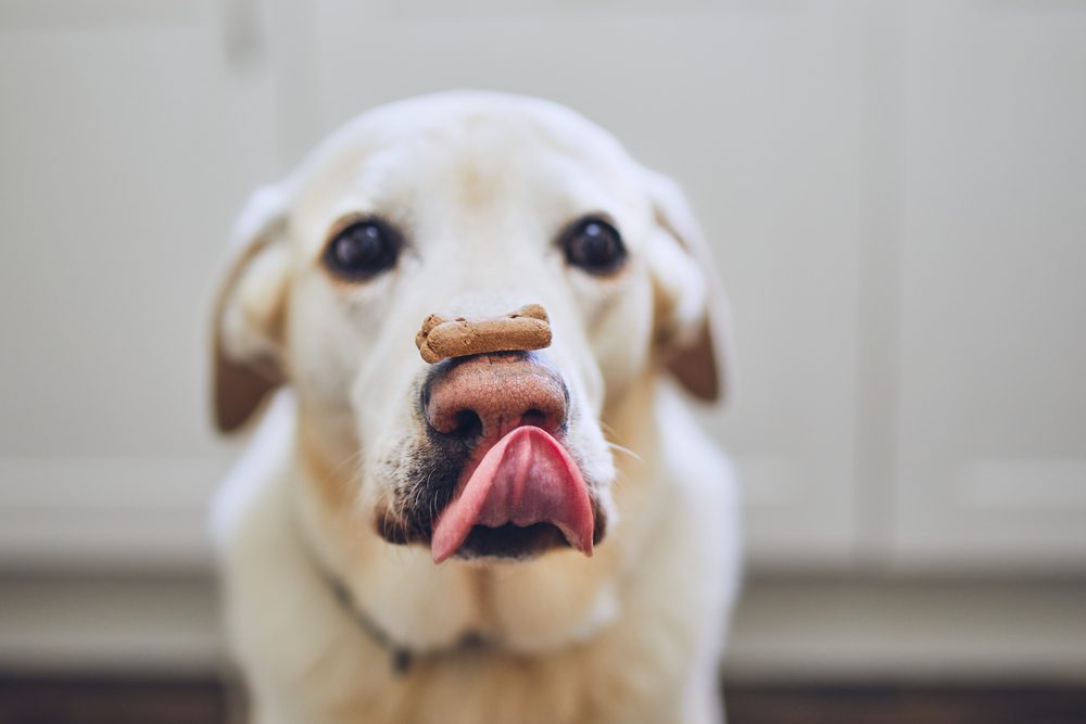 4Pfoten-Urlaub selbst gebackene Kekse für Hunde