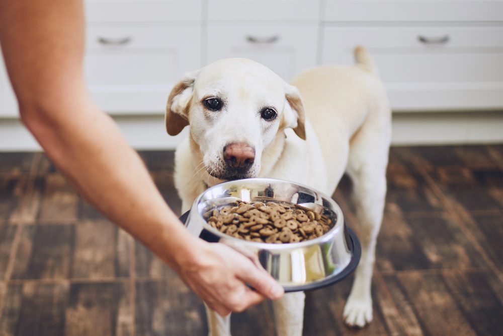 4Pfoten-Urlaub Hund wird gefüttert
