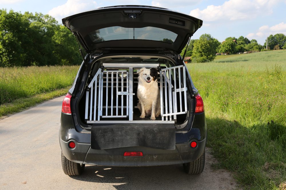 4Pfoten-Urlaub Hundebox im Auto