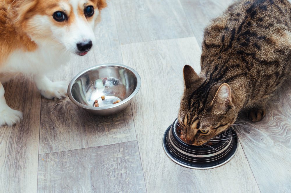 4Pfoten-Urlaub Hund und Katze getrennt füttern