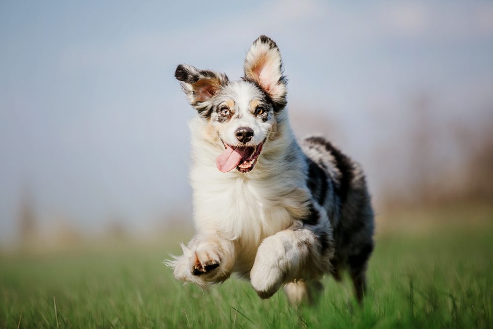 4Pfoten-Urlaub Hund rennt über Wiese
