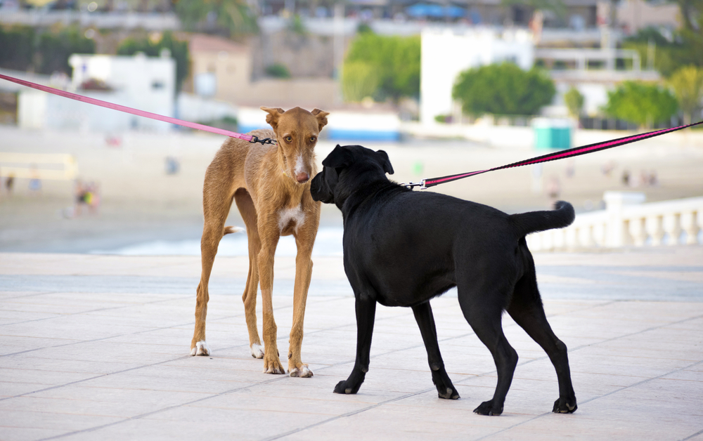 4Pfoten-Urlaub 2 Hunde treffen angeleint aufeinander