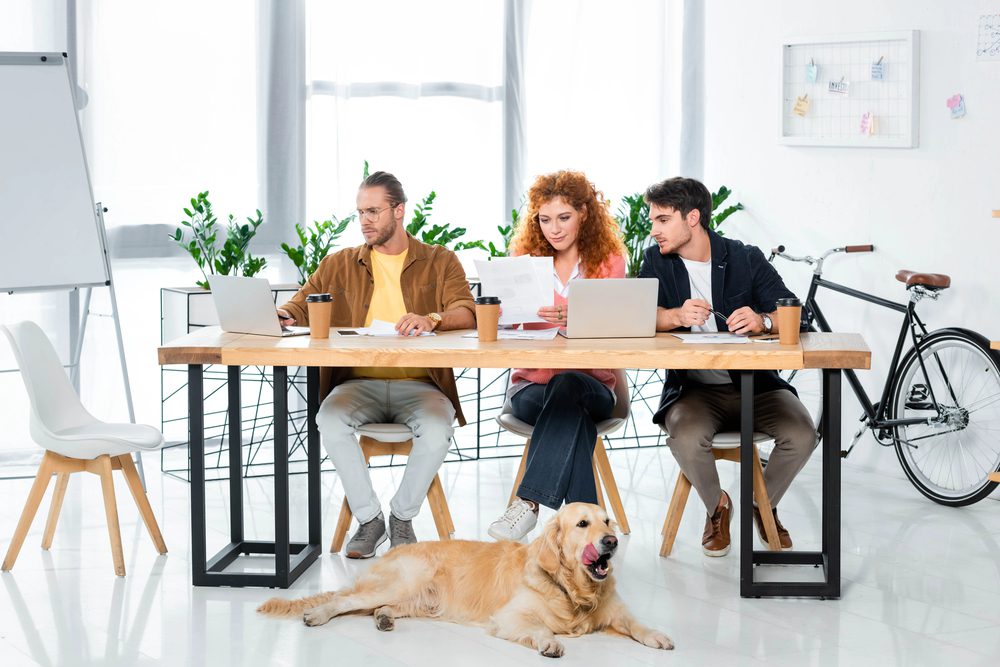 4Pfoten-Urlaub ein Hund im Büro