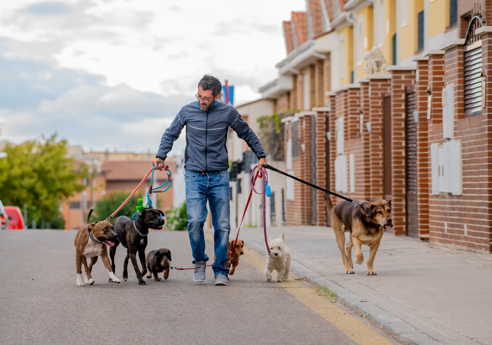 4Pfoten-Urlaub Hundeführer geht mit seinen Hunden spazieren