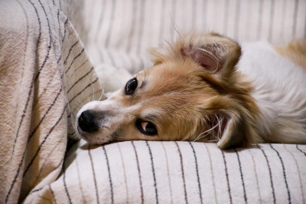 4Pfoten-Urlaub Vierbeiner liegt auf dem Sofa