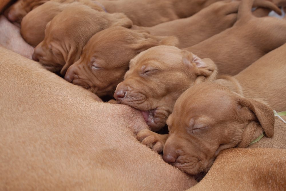 4Pfoten-Urlaub säugende Hundebabaýs